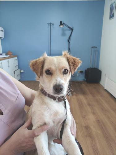 Comentarios y opiniones de Centro Veterinario Felican