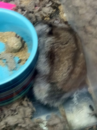 Pet Supply Store «Petco Animal Supplies», reviews and photos, 1429 W Pacheco Blvd, Los Banos, CA 93635, USA