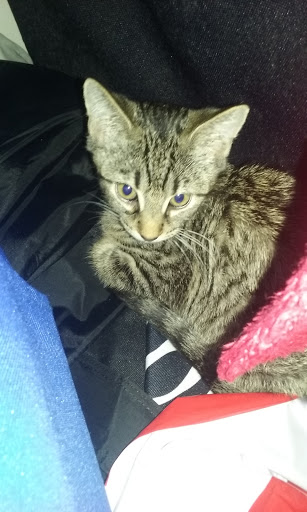 Pet Supply Store «PetSmart», reviews and photos, 2500 Posner Blvd, Davenport, FL 33837, USA