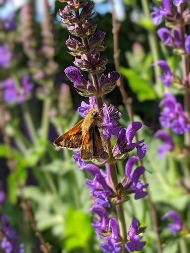 Park «Vogelei Park & Barn», reviews and photos, 650 W Higgins Rd, Hoffman Estates, IL 60169, USA