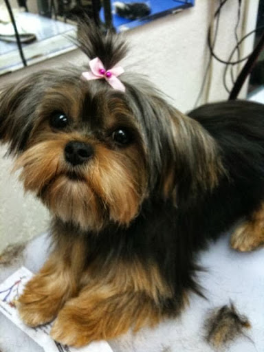 Pet Store «La Bone Pet Spa», reviews and photos, 8739 Stirling Rd, Cooper City, FL 33328, USA