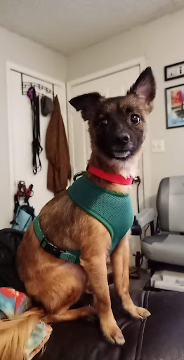 Pet Supply Store «The Dog House», reviews and photos, 4237 S Alameda St, Corpus Christi, TX 78412, USA