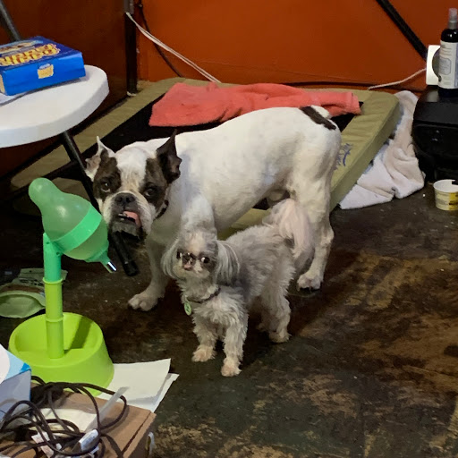 Pet Supply Store «Goin To the Dogs & Cats Pet», reviews and photos, 814 Wellman Ave NE, Huntsville, AL 35801, USA