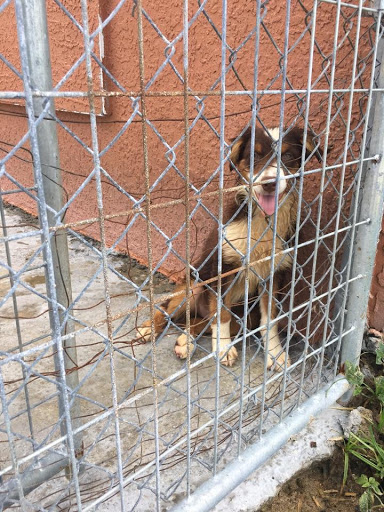 Pet Store «Pets Around the World», reviews and photos, 3260 W New Haven Ave B, West Melbourne, FL 32904, USA