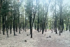 Bouskoura forest image