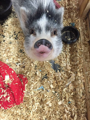 Hardware Store «Buchheit of House Springs», reviews and photos, 4550 Gravois Rd, House Springs, MO 63051, USA