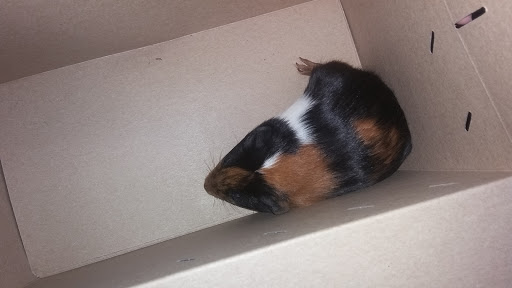 Pet Supply Store «Petco Animal Supplies», reviews and photos, 955 Ferry Blvd, Stratford, CT 06614, USA