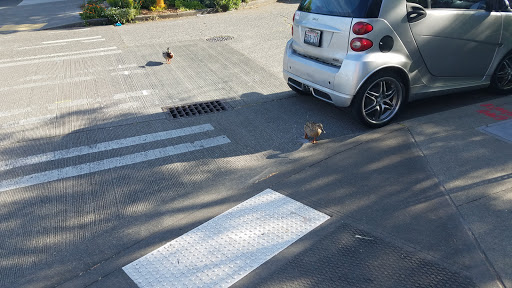 Park «Ballard Commons Park», reviews and photos, 5701 22nd Ave NW, Seattle, WA 98107, USA