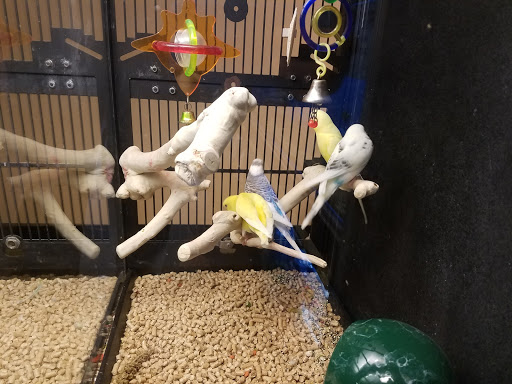 Pet Supply Store «PetSmart», reviews and photos, 3101 Market Center Drive, Morrisville, NC 27560, USA