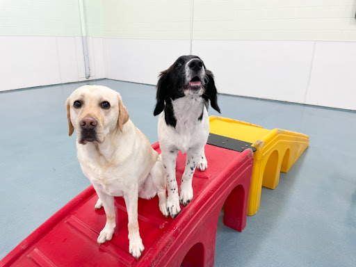 24 Hour Dog Daycare image