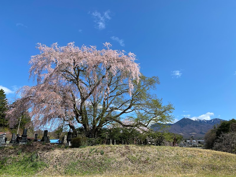 田端のしだれ桜