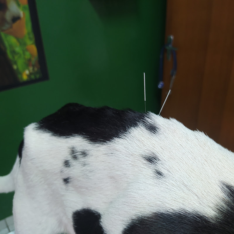 Centro Veterinário Pet Clin — O profissional veterinário em São Paulo, SP