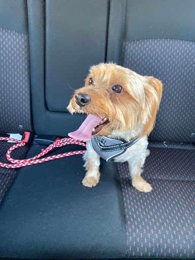 Pet Groomer «Dog Gone Cute Grooming & Bowtique», reviews and photos, 446 Racetrack Rd NW Unit F, Fort Walton Beach, FL 32547, USA