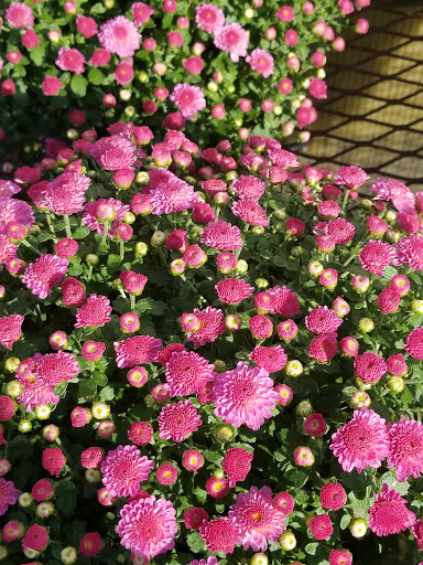 Wholesale Plant Nursery «Garden Fantasy», reviews and photos, 43250 Tyler Rd, Belleville, MI 48111, USA