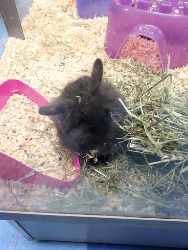 Pet Store «Petland Fairfax», reviews and photos, 9404 Main Street, Fairfax, VA 22031, USA