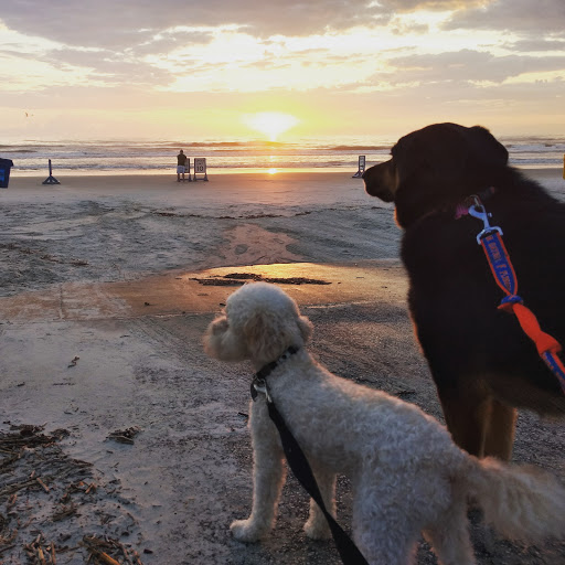 Pet Store «Sassy Paws Pet Boutique», reviews and photos, 1105 Parkside Ln, Woodstock, GA 30189, USA