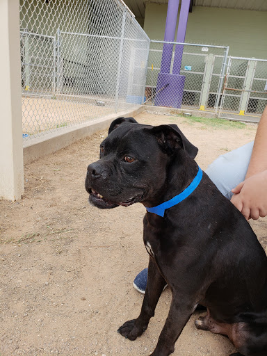 Animal Shelter «Humane Society of El Paso», reviews and photos