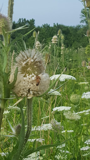 Park «Messenger Marsh», reviews and photos, S Bell Rd, Homer Glen, IL 60491, USA