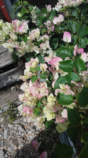 Landscaper «Landscape Source», reviews and photos, 167 Ole W Ln, Rockwall, TX 75087, USA