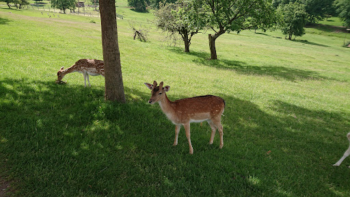 Naturwildpark Freisen unter Freisen, 