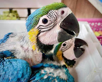 Parrot Cabana - Photo 7 - Car repair in Hillsboro, OR, Hillsboro