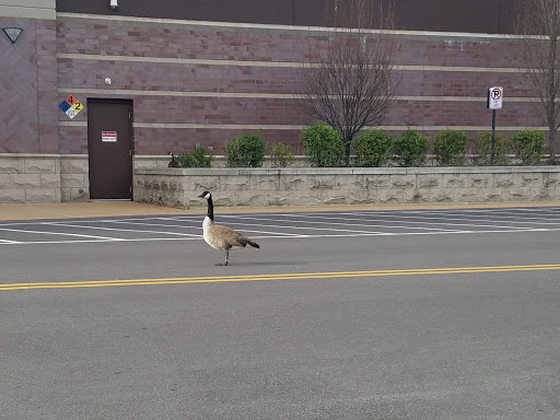 Department Store «Walmart Supercenter», reviews and photos, 100 THF Blvd, Chesterfield, MO 63005, USA