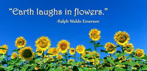 Florist «Edgewood Flowers», reviews and photos, 4927 S Orange Ave, Orlando, FL 32806, USA