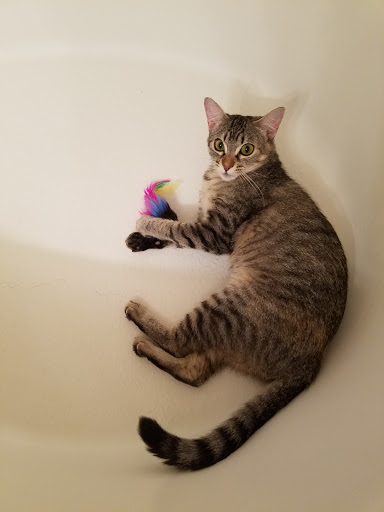 Pet Store «PetSmart», reviews and photos, 6545 North Grand Parkway West Suite 104, Spring, TX 77389, USA