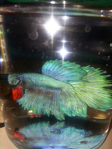 Pet Supply Store «PetSmart», reviews and photos, 132 NJ-31, Flemington, NJ 08822, USA