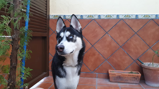 Clínica Veterinaria Tu Mascota S L en Fuensalida