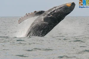 Whale Watching Eco Explorer Vallarta image