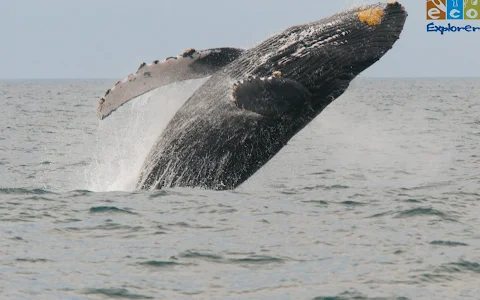 Whale Watching Eco Explorer Vallarta image