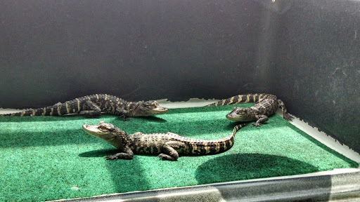 Aquarium «North Carolina Aquarium At Fort Fisher», reviews and photos, 900 Loggerhead Rd, Kure Beach, NC 28449, USA