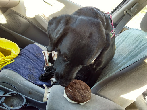 Pet Supply Store «Four Your Paws Only», reviews and photos, 1821 White Mountain Hwy, North Conway, NH 03860, USA