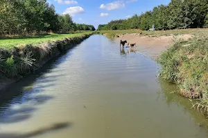 Zwemstrand voor honden image