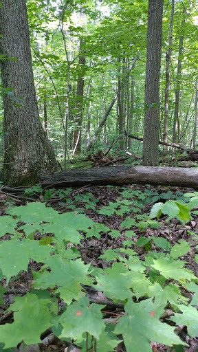 Nature Preserve «Scio Woods Preserve», reviews and photos, Scio Church Rd, Ann Arbor, MI 48103, USA