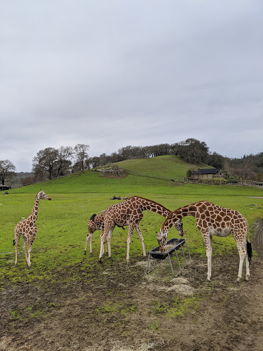 Tourist Attraction «Safari West», reviews and photos, 3115 Porter Creek Rd, Santa Rosa, CA 95404, USA