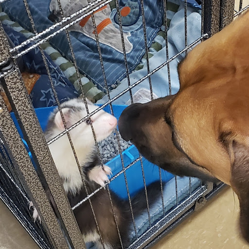 Pet Supply Store «Pet Supplies Plus», reviews and photos, 175 Memorial Ave, West Springfield, MA 01089, USA