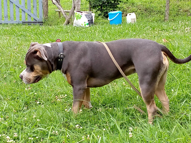 HLeducOchiens ,education canine à Oloron ste marie - Pau