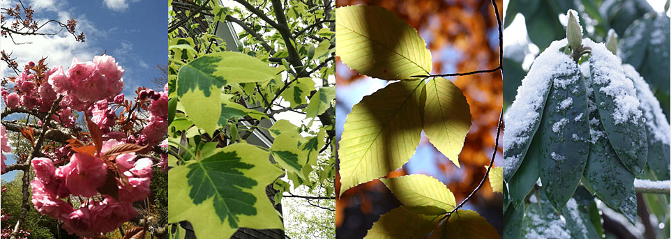 CW Arborists