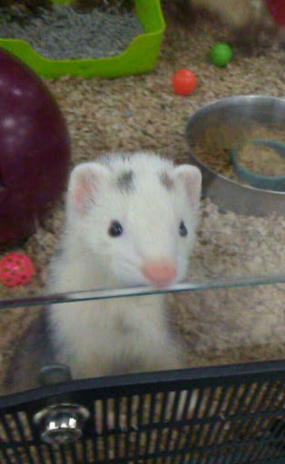 Pet Supply Store «Petco Animal Supplies», reviews and photos, 1500 N Town E Blvd, Mesquite, TX 75150, USA