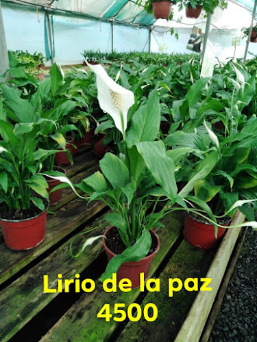 Opiniones de Vivero Family Garden en Los Vilos - Centro de jardinería