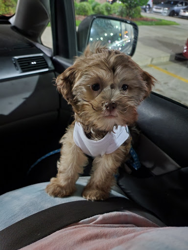 Pet Store «Dream Puppys», reviews and photos, 1461 Westgate Pkwy, Dothan, AL 36303, USA