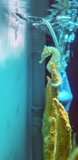 Tropical Fish Store «Tropi-Quatics Pet Center», reviews and photos, 337 S Main St, Lombard, IL 60148, USA