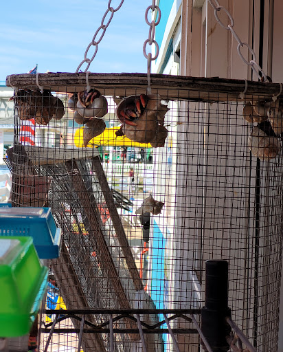 Gift Shop «Beach Pier Gift Shop», reviews and photos, 1415 Atlantic Ave, Virginia Beach, VA 23451, USA