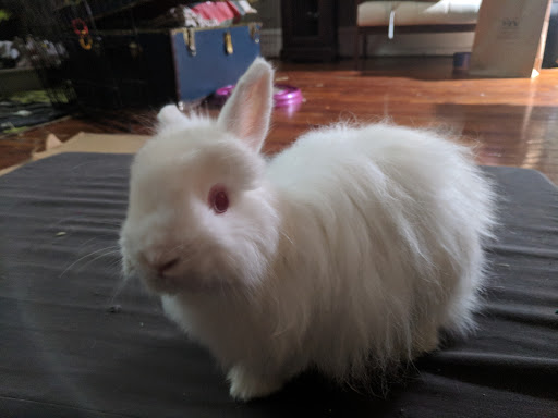 Pet Supply Store «Baltimore Pet Shoppe», reviews and photos, 4532 Baltimore Ave, Philadelphia, PA 19143, USA