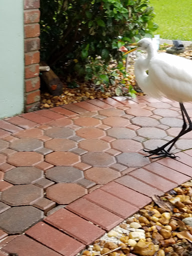 Golf Course «The Tides Golf Club», reviews and photos, 11832 66th Ave N, Seminole, FL 33772, USA