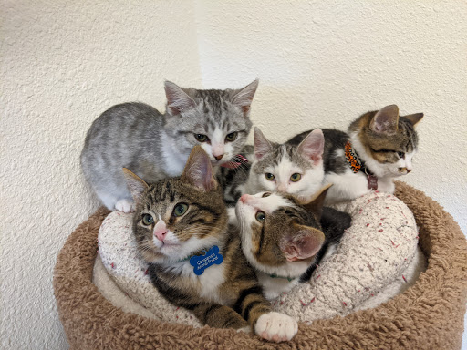 Thrift Store «Companion Animal Foundation», reviews and photos, 88 Sunnybrae Center, Arcata, CA 95521, USA