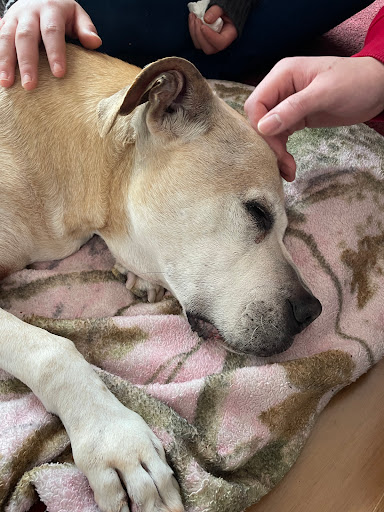 ARK Animal Homecare, PLLC image