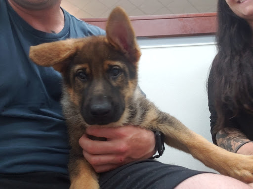 Pet Store «Petland Topeka», reviews and photos, 1801 SW Wanamaker Rd, Topeka, KS 66614, USA